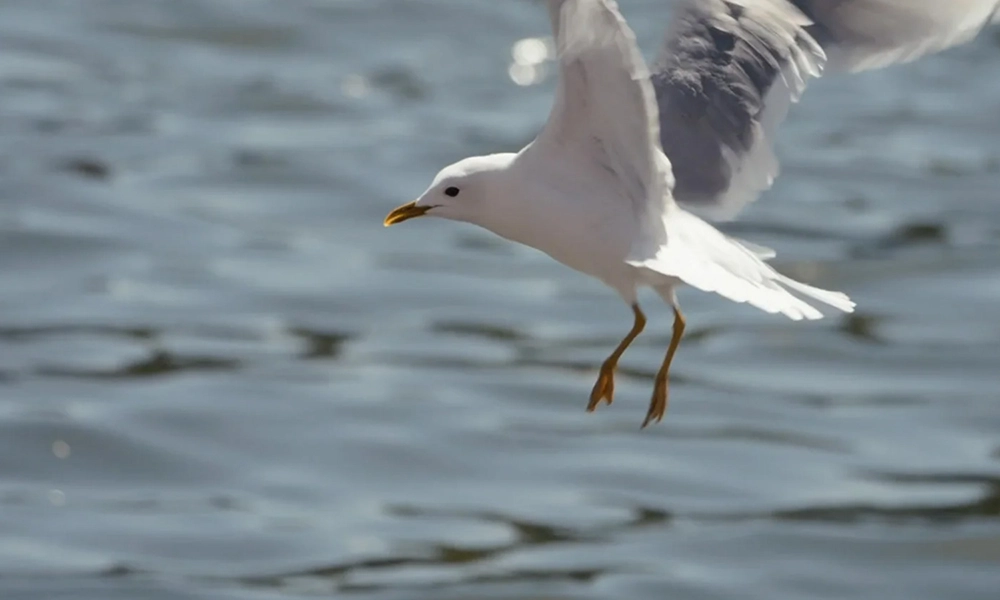 Fiskmås ovan vatten